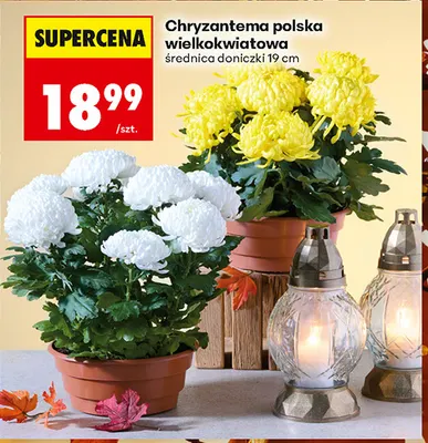 Chryzantema polska wielkokwiatowa promocja w Biedronka