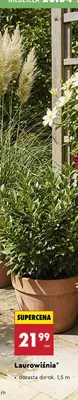 Laurowiśnia promocja w Biedronka