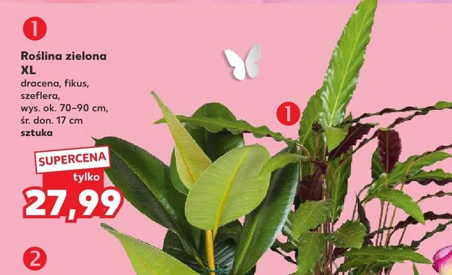 Roślina zielona XL promocja w Kaufland