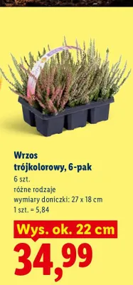 Wrzos trójkolorowy 6-pak promocja w Lidl