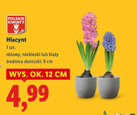 Hiacynt promocja w Lidl