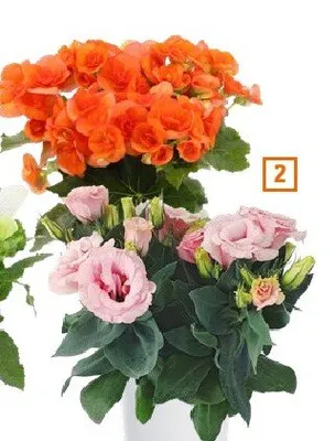 Rośliny kwitnące Eustoma promocja w OBI