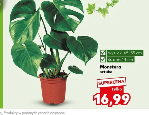 Monstera promocja w Kaufland