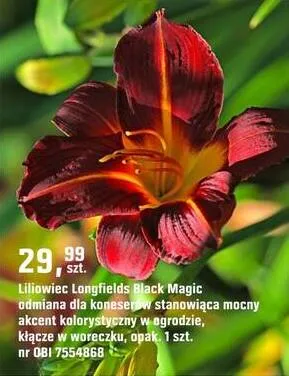 Liliowiec Longfields Black Magic promocja w OBI