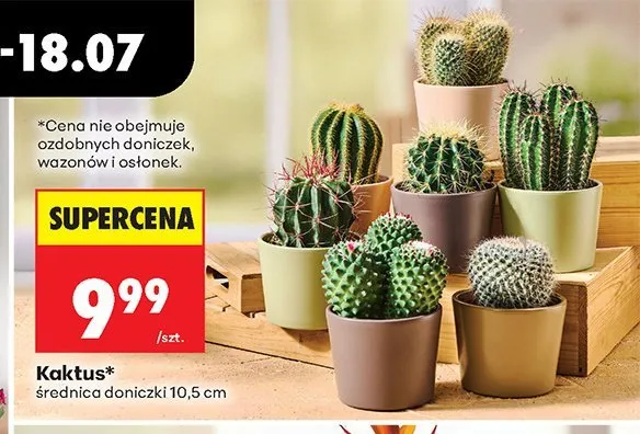 Kaktus promocja w Biedronka