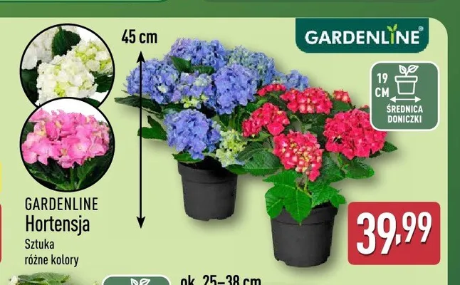 Hortensja Gardenline promocja w Aldi