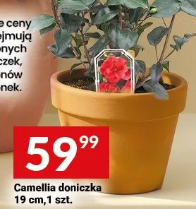 Camellia doniczka 19cm promocja w Twój Market