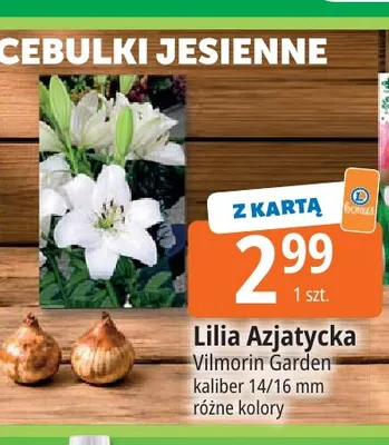Cebulki Lilia Azjatycka Vilmorin Garden promocja w Leclerc