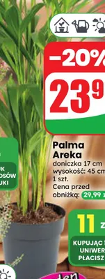 Palma Areka promocja w Dino
