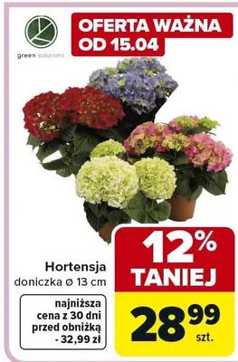 Hortensja doniczka ø 13 cm promocja w Carrefour