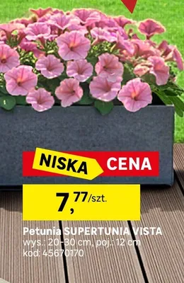 Petunia supertunia vista promocja w Leroy Merlin
