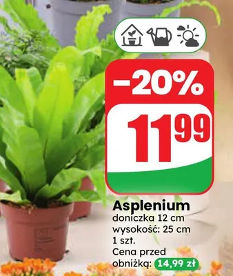 Asplenium promocja w Dino