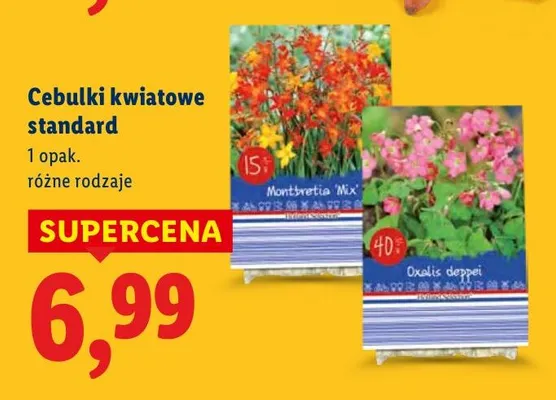 Cebulki kwiatowe standard różne rodzaje promocja w Lidl