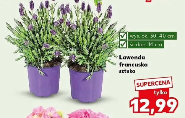 Lawenda francuska promocja w Kaufland
