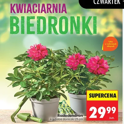 Rododendron średnica doniczki 21cm promocja w Biedronka