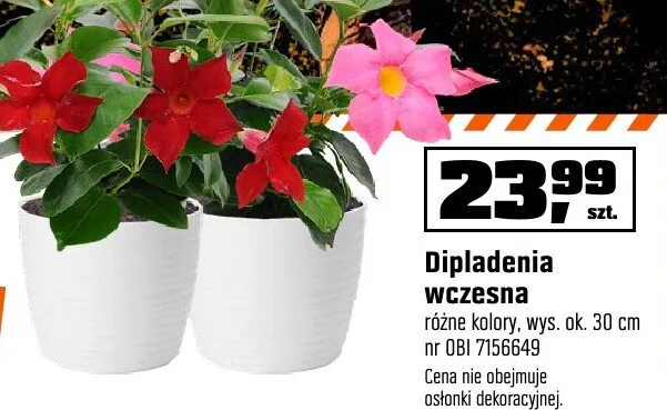 Dipladenia wczesna różne kolory, wys. ok. 30 cm OBI promocja w OBI