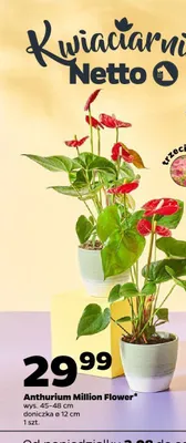 Anthurium Million Flower promocja w Netto