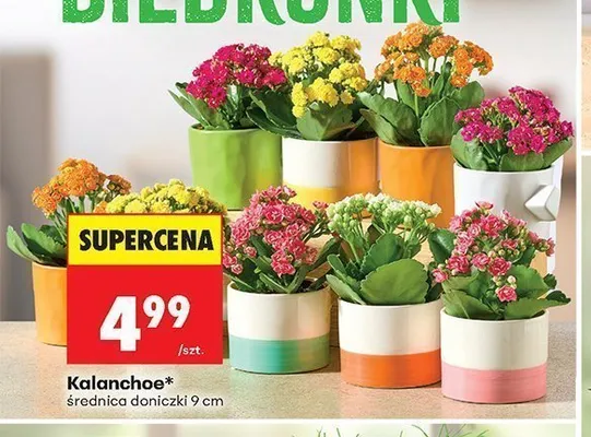 Kalanchoe promocja w Biedronka
