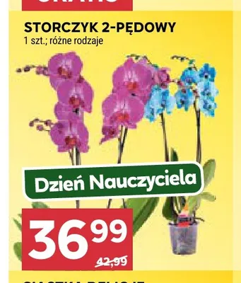 Storczyk 2-pędowy promocja w Stokrotka