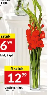 Gladiola 5-pak promocja w Twój Market