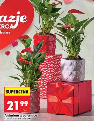 Anturium w ceramice promocja w Biedronka