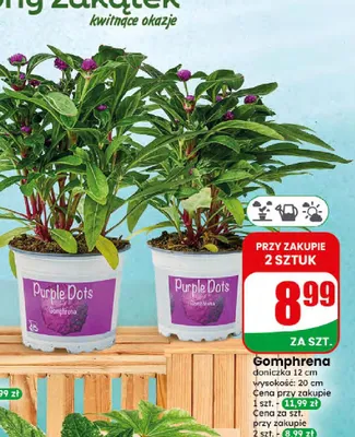 Gomphrena doniczka 12 cm wysokość 20 cm promocja w Dino