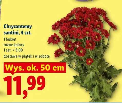 Chryzantemy santini 4szt. bukiet Lidl promocja w Lidl