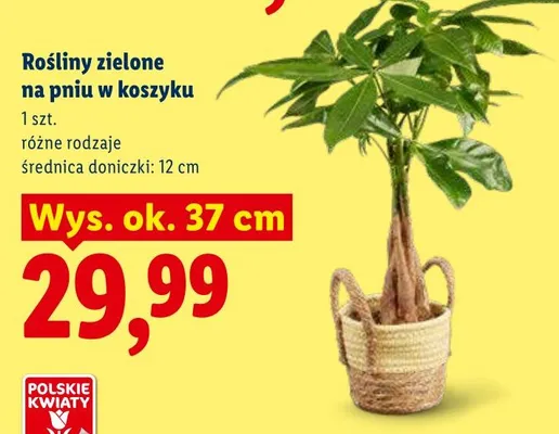 Rośliny zielone na pniu w koszyku różne rodzaje promocja w Lidl