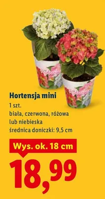 Hortensja mini promocja w Lidl