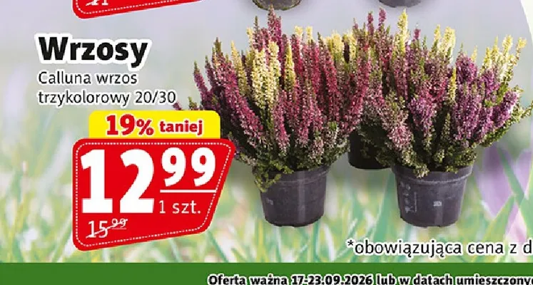 Wrzosy Calluna wrzos trzykolorowy promocja w Prim Market