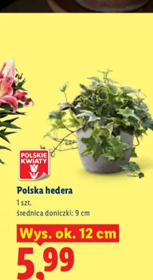 Polska hedera wys. ok. 12 cm promocja w Lidl
