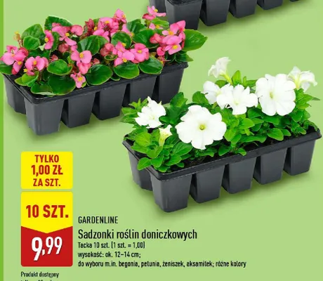 Sadzonki roślin doniczkowych promocja w Aldi