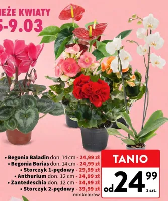 Storczyk 2-pędowy promocja w Intermarche