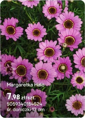 Margaretka Halo promocja w Castorama