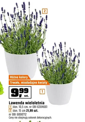 Lawenda wieloletnia don. 15cm promocja w OBI
