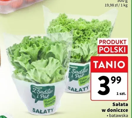 Sałata multicolor w doniczce Z Sadów i Pól promocja w Intermarche