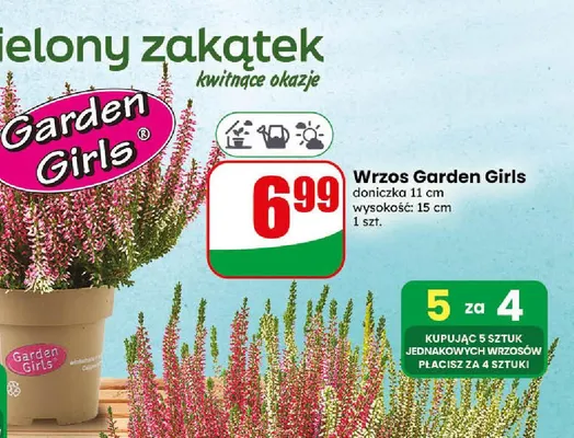 Wrzos Garden Girls promocja w Dino