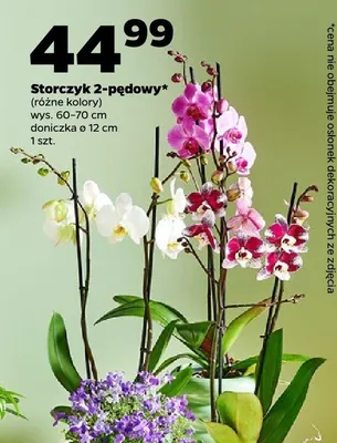Storczyk 2-pędowy różne kolory promocja w Netto
