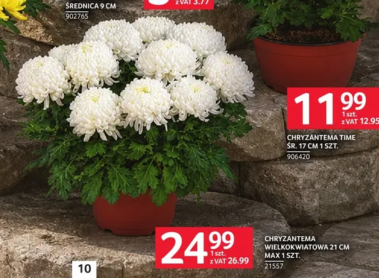 Chryzantema wielkokwiatowa 21 cm Max promocja w Selgros