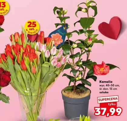 Tulipany walentynkowe czerwone lub różowe promocja w Kaufland