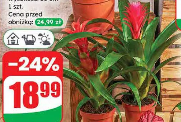 Bromelia promocja w Dino