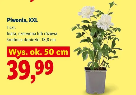 Piwonia XXL biała promocja w Lidl