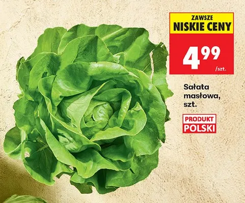 Sałata masłowa polska promocja w Biedronka