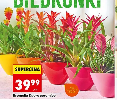Bromelia Duo w ceramice promocja w Biedronka