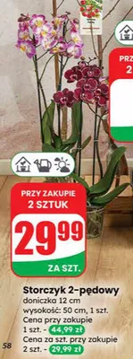 Storczyk 2-pędowy doniczka 12 cm wysokość: 50 cm promocja w Dino