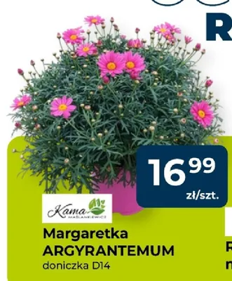 Margaretka ARGYRANTEMUM doniczka D14 promocja w PSB Mrówka