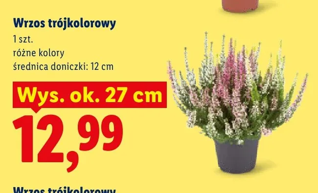 Wrzos trójkolorowy promocja w Lidl