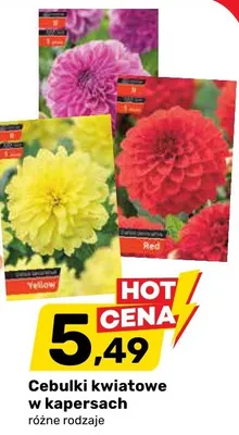 Cebulki kwiatowe w kapersach różne rodzaje promocja w Bricomarche