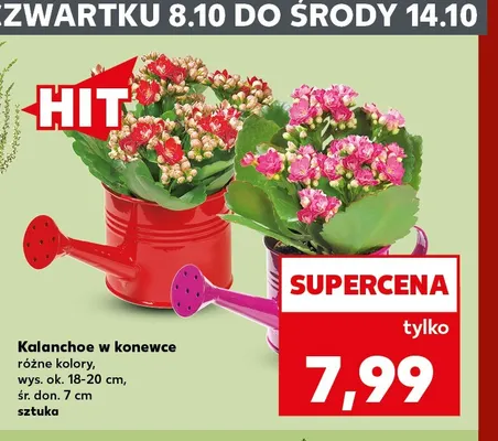 Kalanchoe w konewce promocja w Kaufland