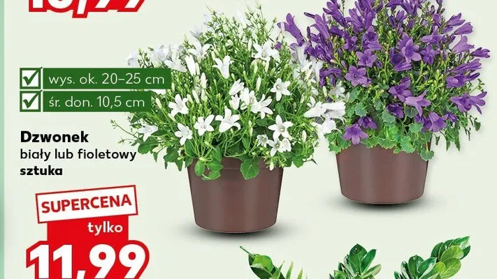 Dzwonek biały lub fioletowy  promocja w Kaufland